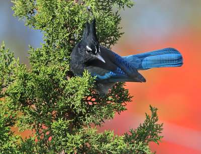 Steller's Jay