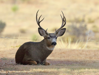 Mule Deer