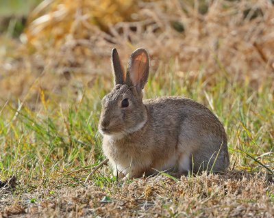 Desert Cottontail