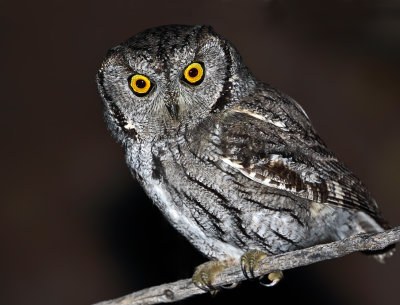 Western Screech-Owl