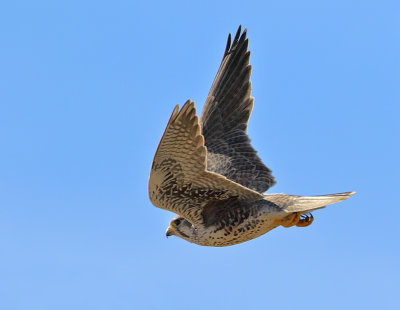 Prairie Falcon