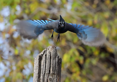 Stellers Jay