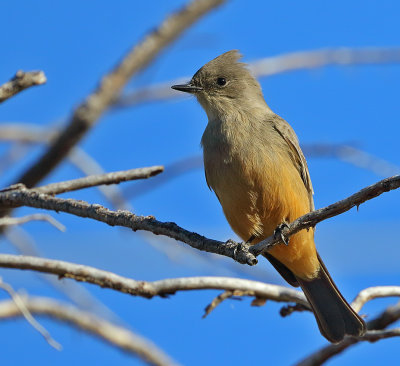 Say's Phoebe