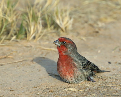 House Finch