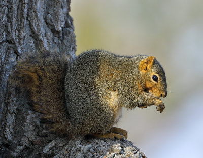 Fox Squirrel