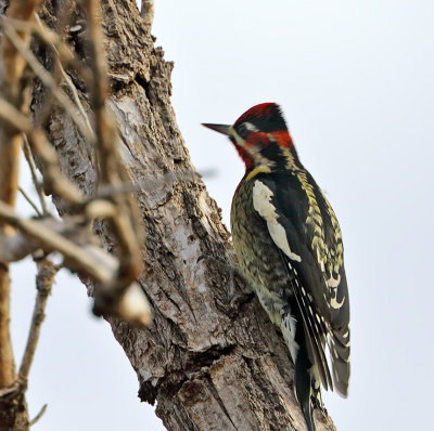 Red-naped x Red-breasted Sapsucker hybrid