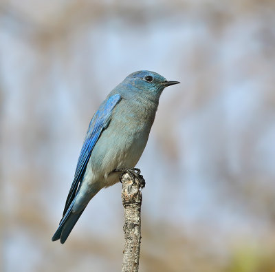 Mountain Bluebird