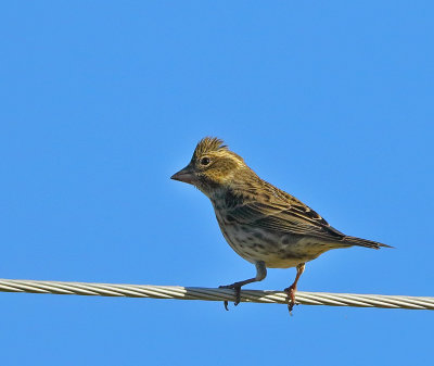 Cassin's Finch