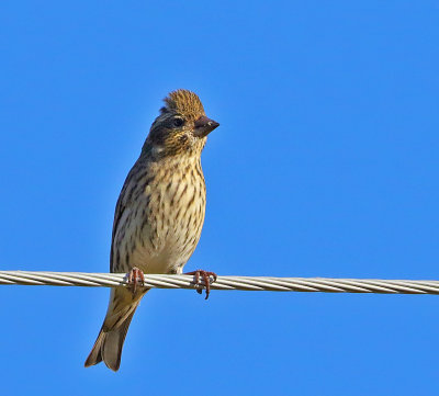 Cassin's Finch