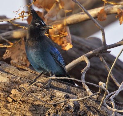 Stellers Jay