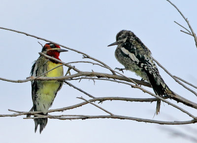 Red-naped & Yellow-bellied Sapsuckers