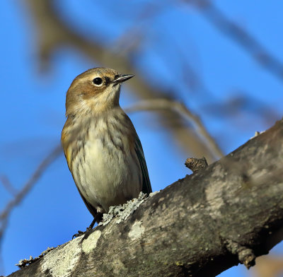 Yellow-rumped Warbler