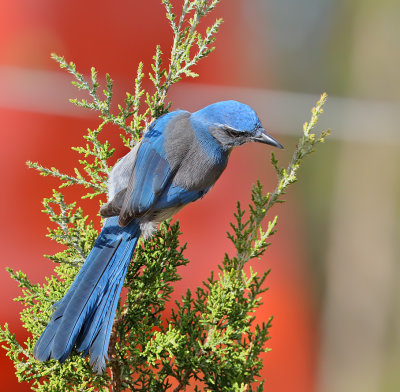 Woodhouse's Scrub-Jay