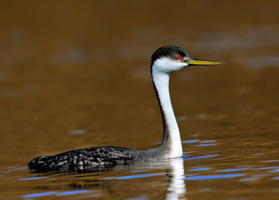 Western Grebe