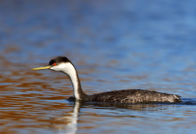 Western Grebe