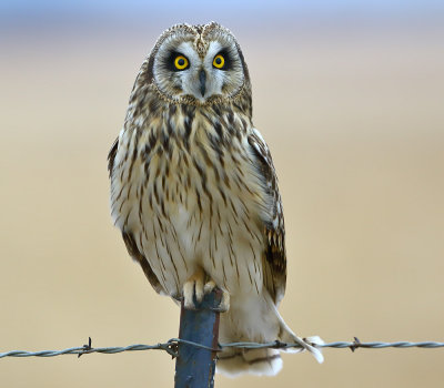 Short-eared Owl