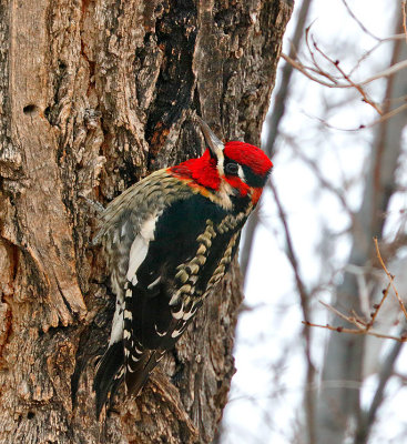 Red-naped x Red-breasted Sapsucker hybrid