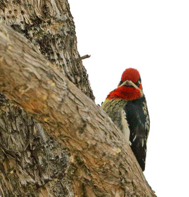 Red-naped x Red-breasted Sapsucker hybrid