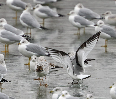 Black-legged Kittiwake