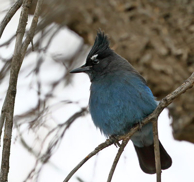 Steller's Jay