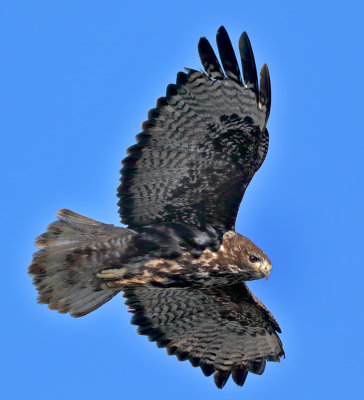 Red-tailed Hawk