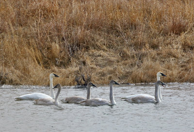 Trumpeter Swans