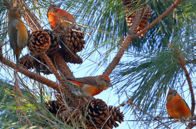 Red Crossbills