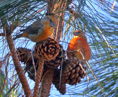 Red Crossbills