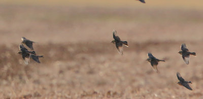 Lapland Longspurs