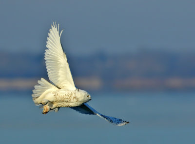 Snowy Owl