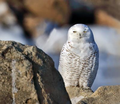 Snowy Owl