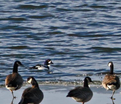 Barrow's Goldeneye