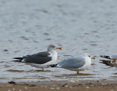 Lesser Black-backed Gull