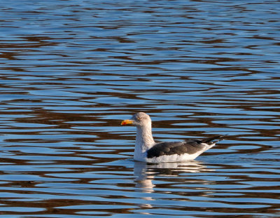 Lesser Black-backed Gull