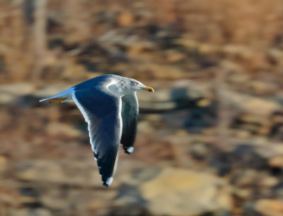 Lesser Black-backed Gull