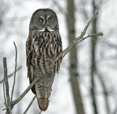 Great Gray Owl