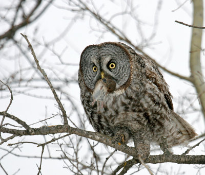 Great Gray Owl