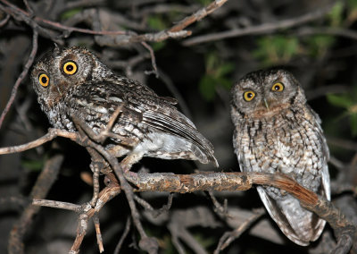 Whiskered Screech-Owls