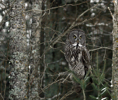 Great Gray Owl