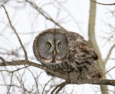 Great Gray Owl