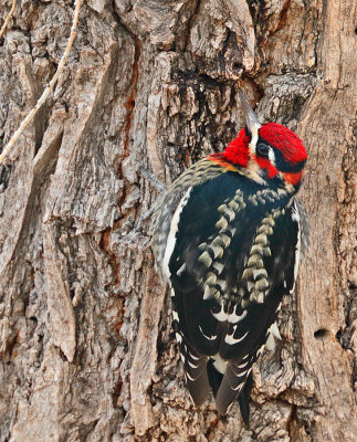 Red-breasted Sapsucker x Red-naped Sapsucker