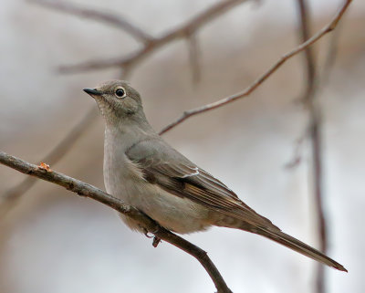 Townsend's Solitaire