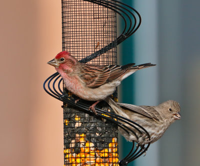 Cassin's Finch