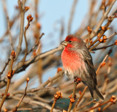 House Finch