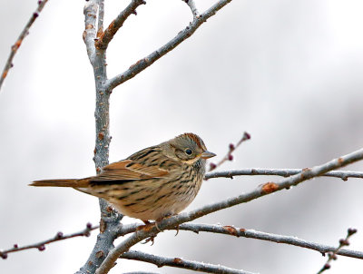 Lincoln's Sparrow