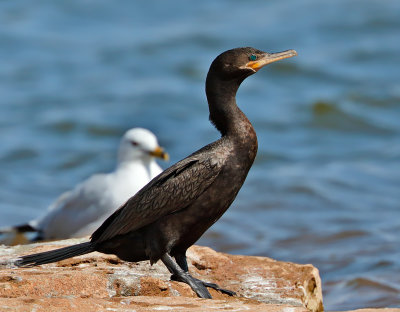 Neotropic Cormorant