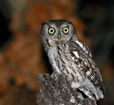 Eastern Screech-Owl