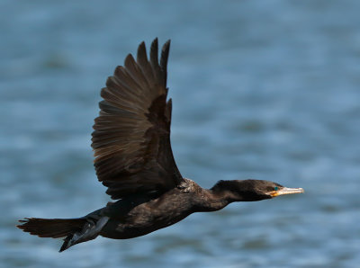 Neotropic Cormorant