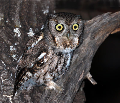 Eastern Screech-Owl