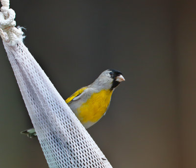 Lawrence's Goldfinch